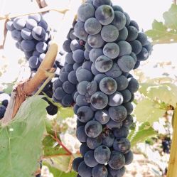 電話,地址,價格,營業(yè)時間 桓仁滿族自治縣周邊游