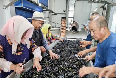 日媒:中國葡萄酒進入全球主流市場 法國米其林給予最高級評價